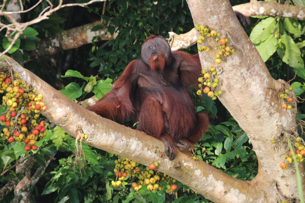 Orangutan sitting on a tree branch surrounded by tropical foliage and fruits, showcasing wildlife in Borneo, relevant to National Geographic Expeditions.