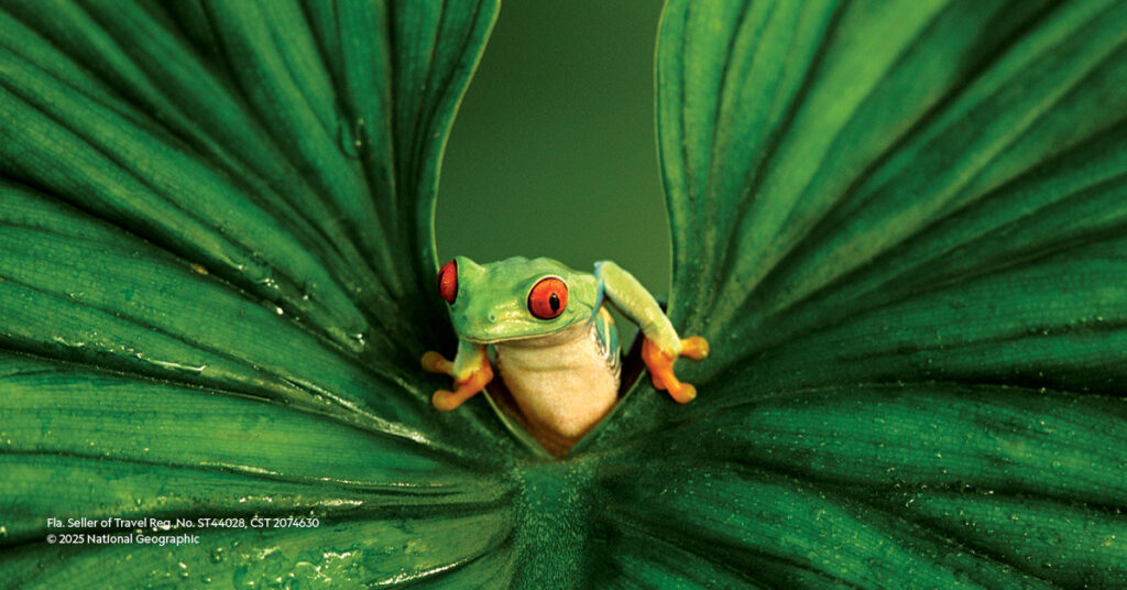 Red-eyed tree frog perched between large green leaves, showcasing vibrant colors and natural habitat, highlighting wildlife exploration themes of National Geographic Expeditions.